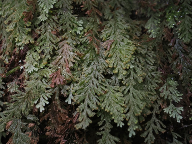 Hymenophyllum pilosissimum photo 2