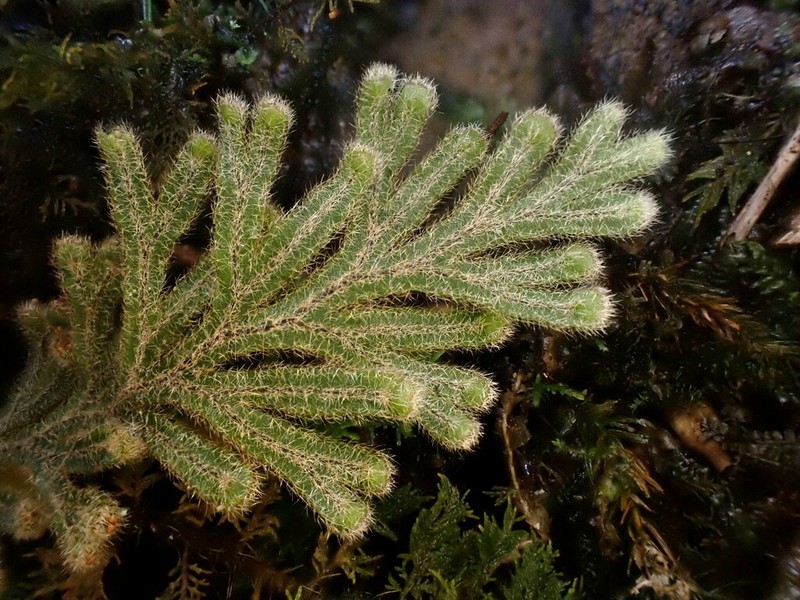 Hymenophyllum pilosissimum photo 3