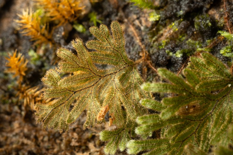 Hymenophyllum pilosissimum photo 4