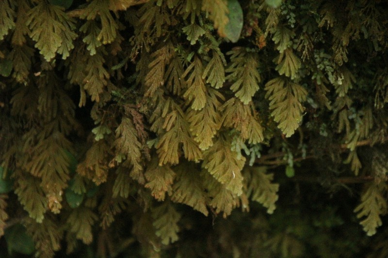 Hymenophyllum pilosissimum photo 5