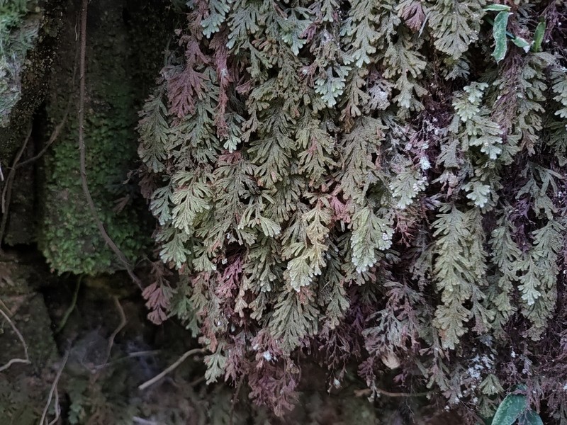 Hymenophyllum pilosissimum photo 6