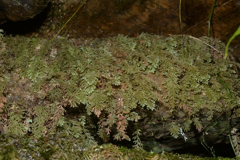 Hymenophyllum pilosissimum photo 7