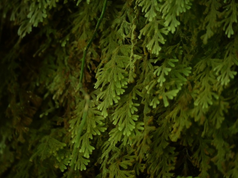 Hymenophyllum pilosissimum photo 8