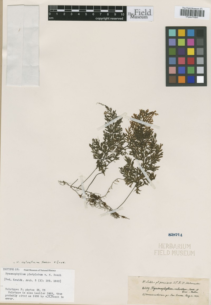 Hymenophyllum platylobum