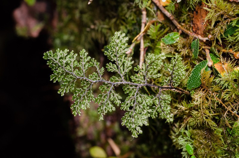 Hymenophyllum plicatum photo 2