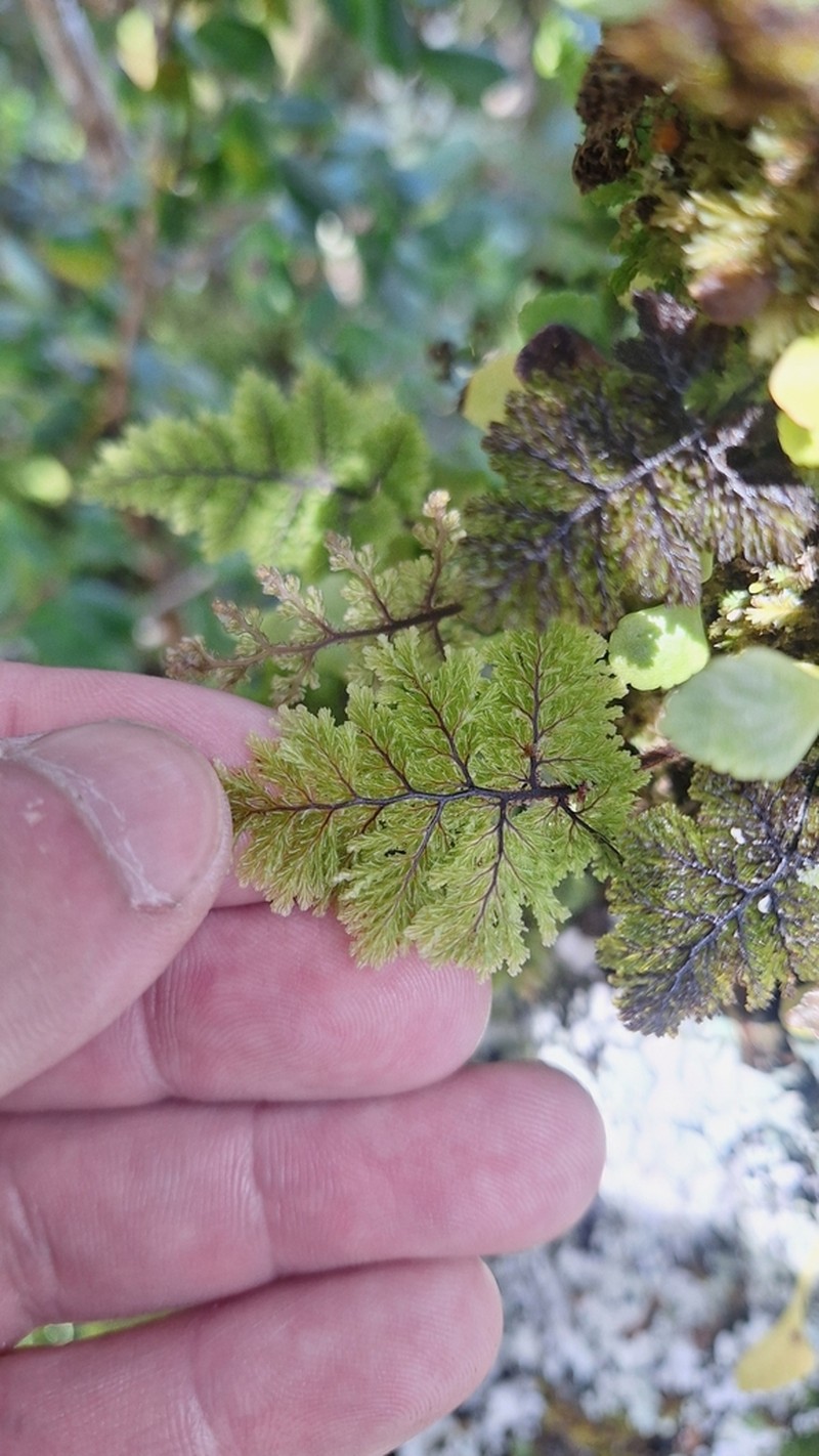 Hymenophyllum plicatum photo 3