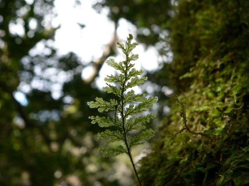 Hymenophyllum plicatum photo 4