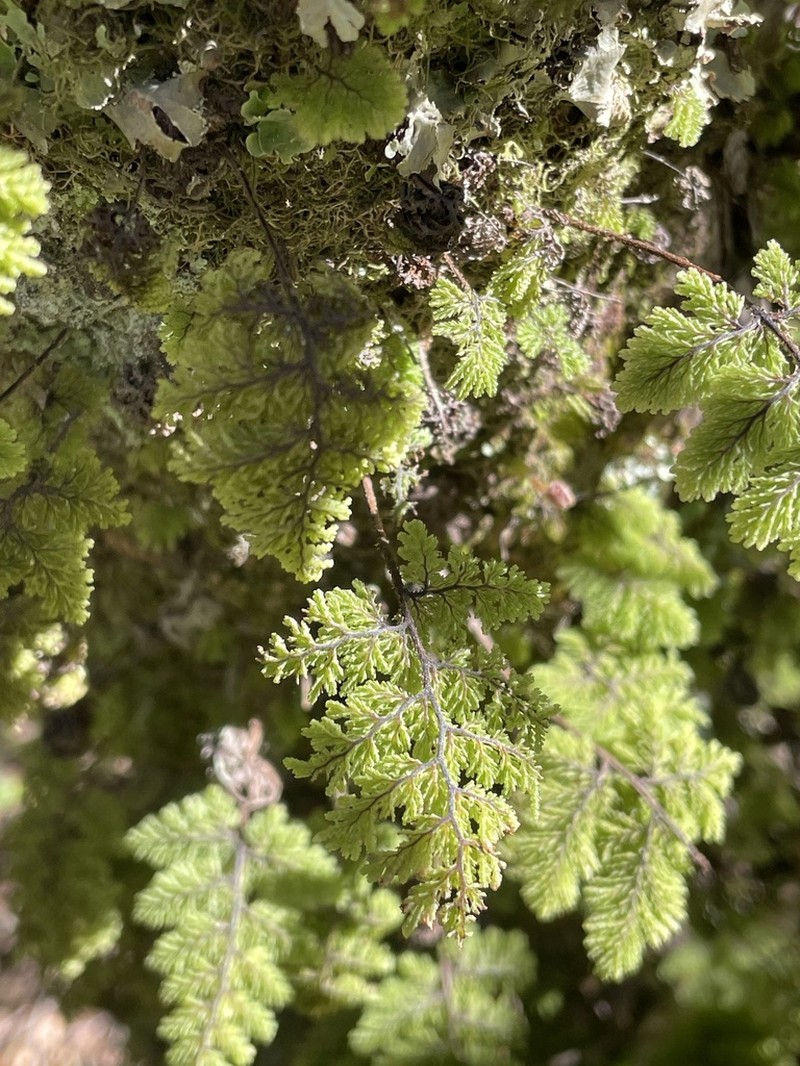 Hymenophyllum plicatum photo 5