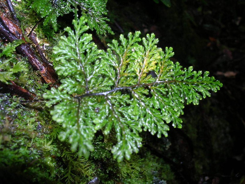 Hymenophyllum plicatum photo 6