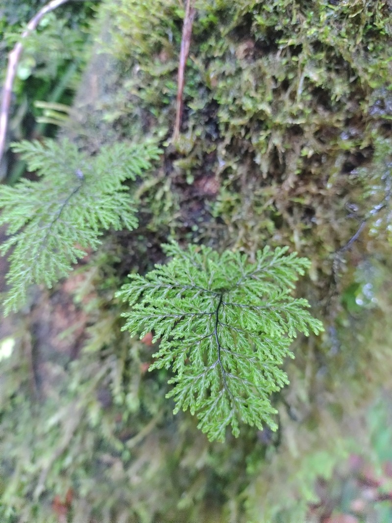 Hymenophyllum plicatum photo 7