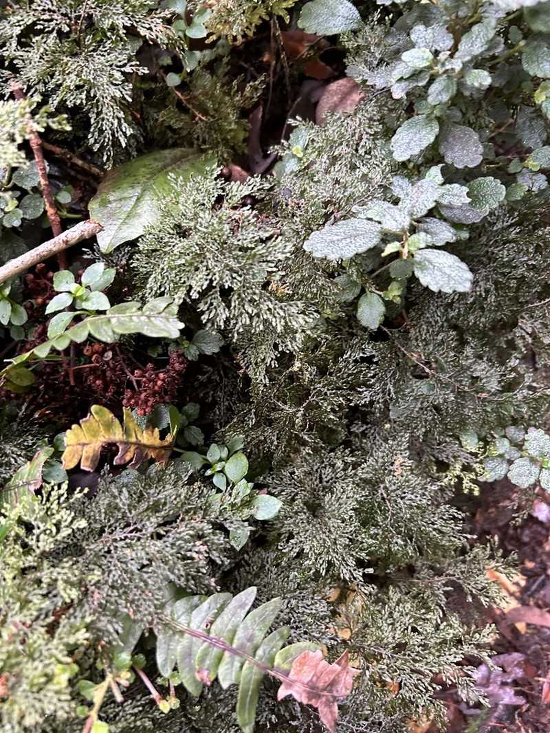 Hymenophyllum plicatum photo 8