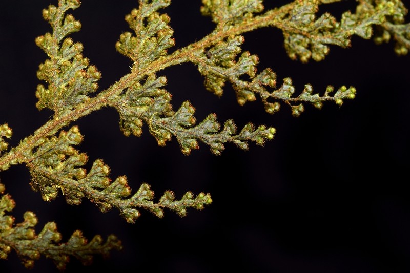 Hymenophyllum plumieri photo 2