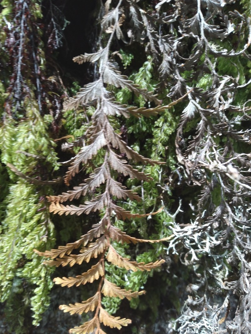 Hymenophyllum plumieri photo 3