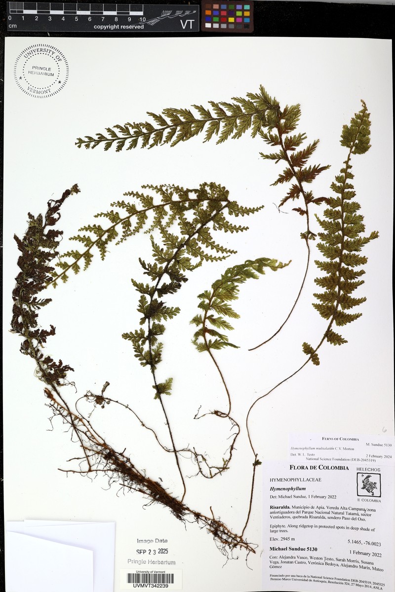 Hymenophyllum plumieri photo 5