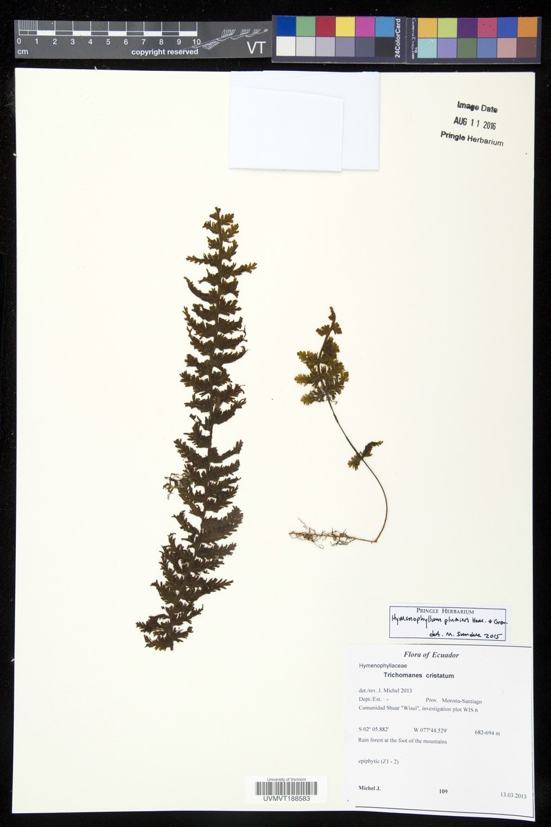 Hymenophyllum plumieri photo 6