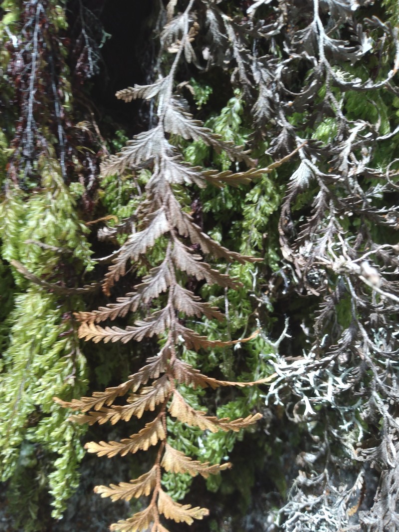 Hymenophyllum plumieri
