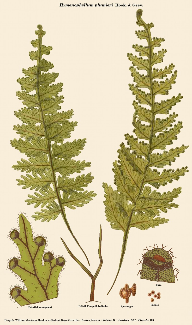Hymenophyllum plumieri photo 7