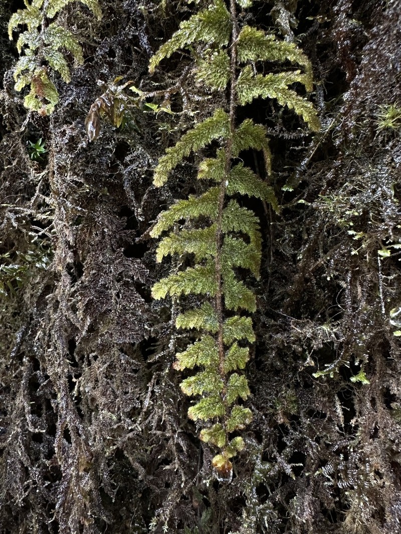 Hymenophyllum plumosum