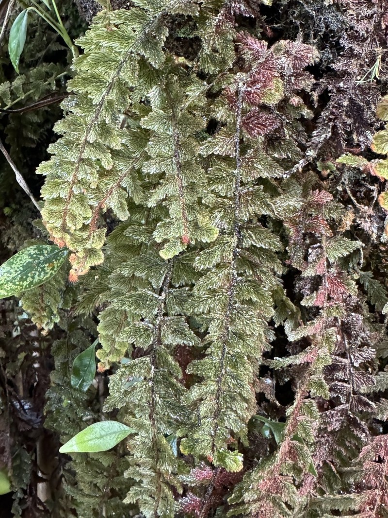 Hymenophyllum plumosum photo 2