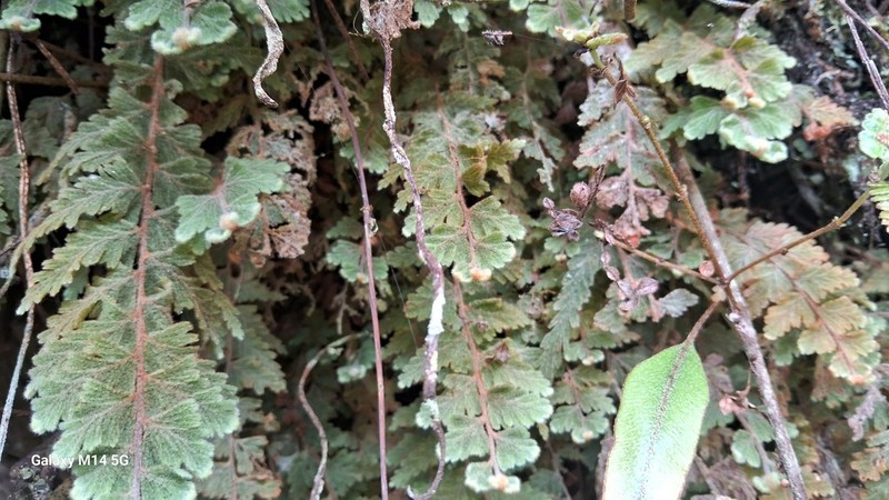 Hymenophyllum plumosum photo 3