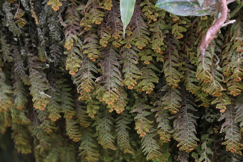 Hymenophyllum plumosum photo 4