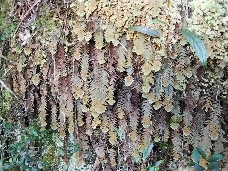 Hymenophyllum plumosum photo 5