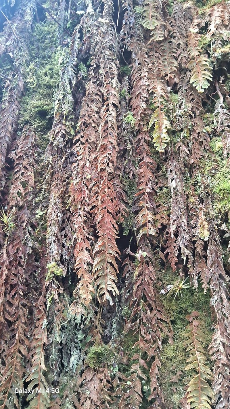 Hymenophyllum plumosum photo 6