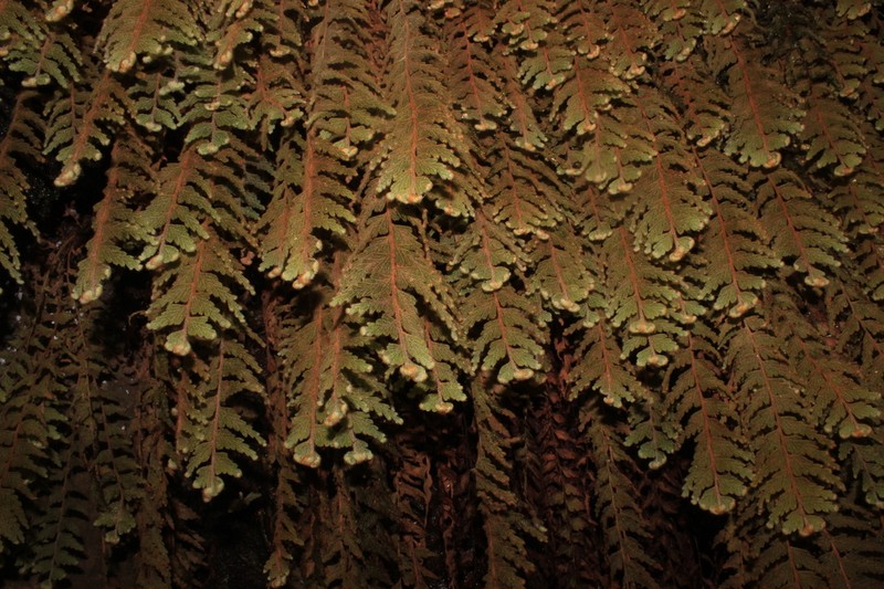 Hymenophyllum plumosum photo 7