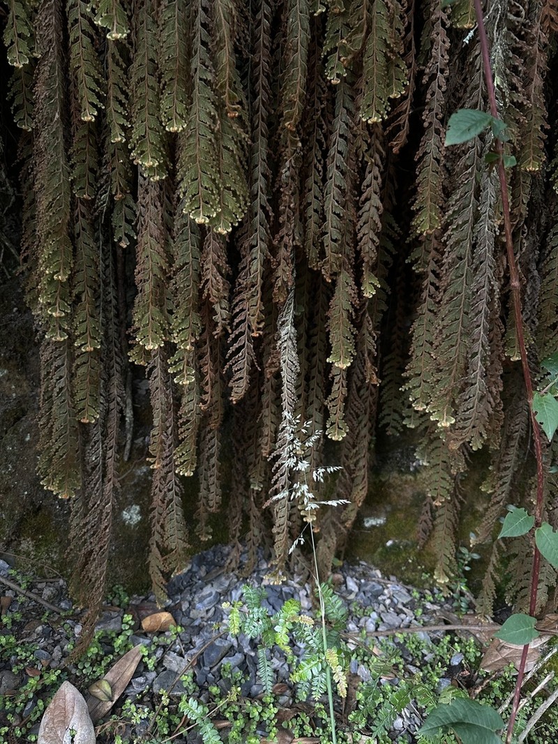 Hymenophyllum plumosum photo 8
