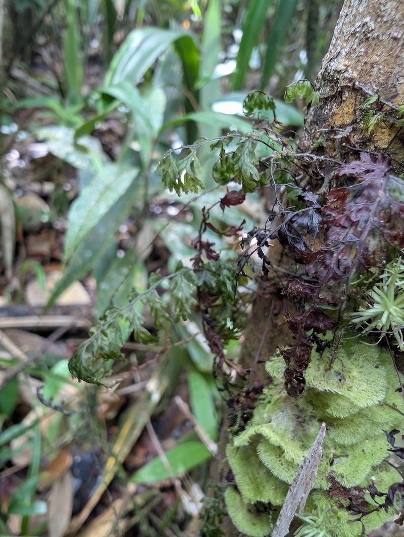 Smooth Filmy Fern