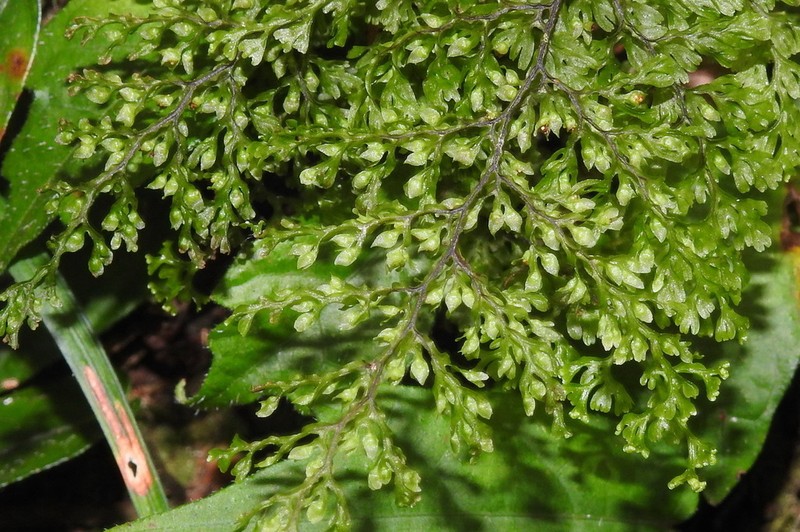 Smooth Filmy Fern photo 2