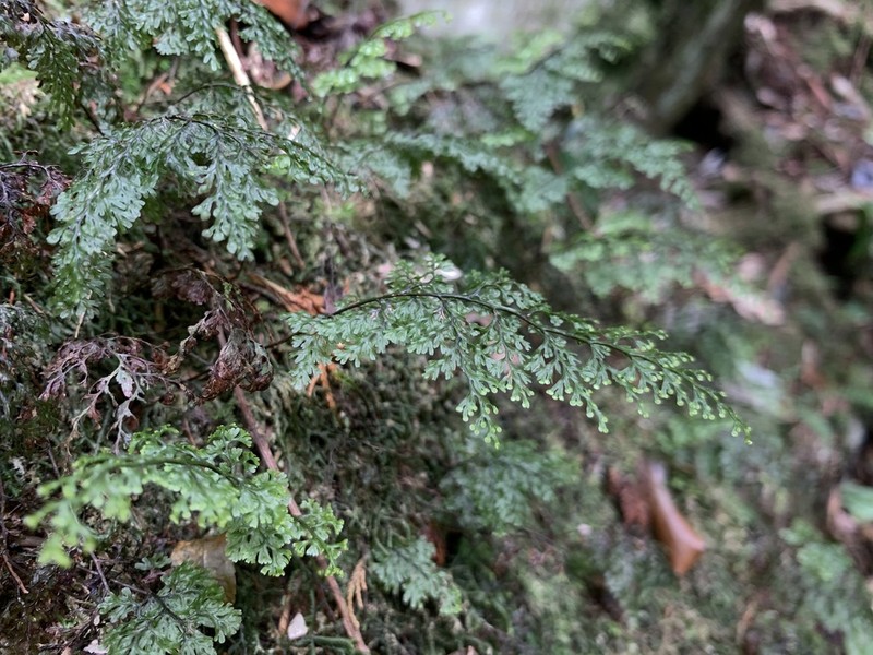 Smooth Filmy Fern photo 3