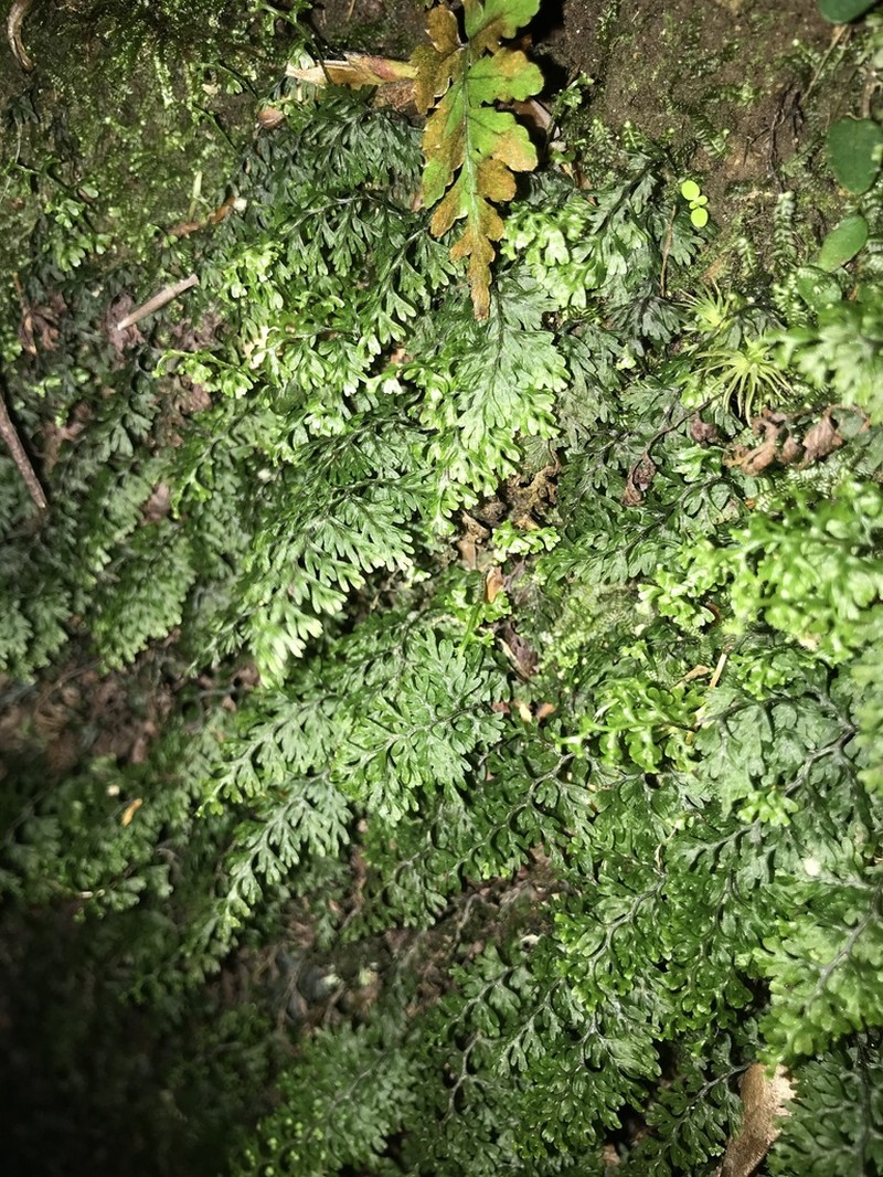 Smooth Filmy Fern photo 4
