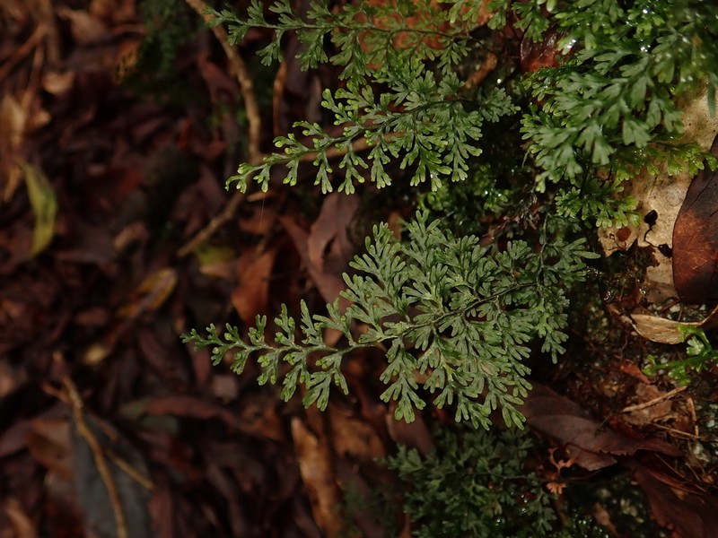 Smooth Filmy Fern photo 5