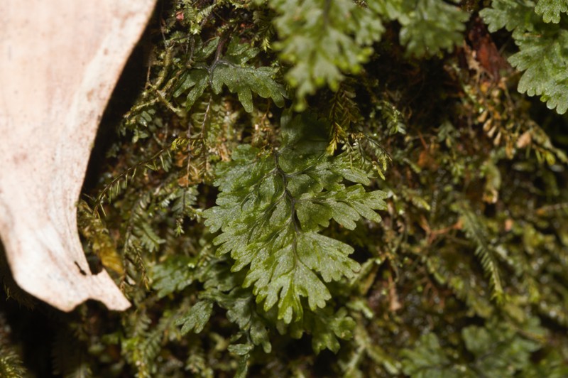 Smooth Filmy Fern photo 6
