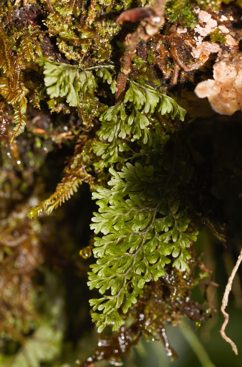 Smooth Filmy Fern photo 7