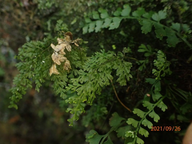 Smooth Filmy Fern photo 8