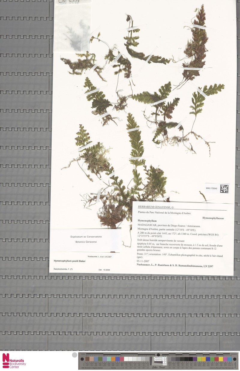 Hymenophyllum poolii