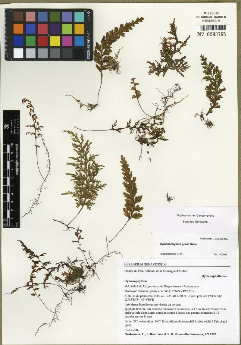 Hymenophyllum poolii photo 2