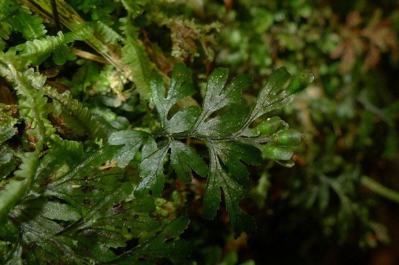 Hymenophyllum praetervisum