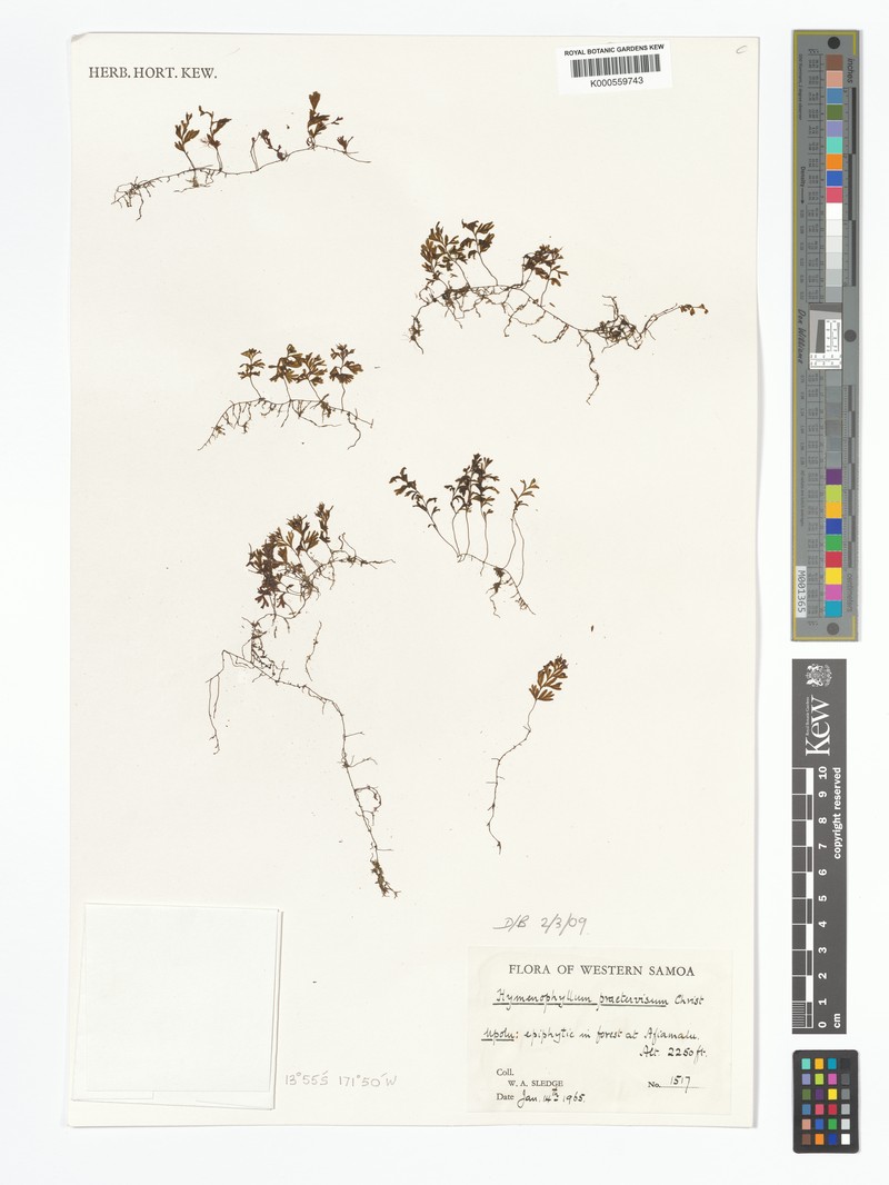 Hymenophyllum praetervisum photo 2