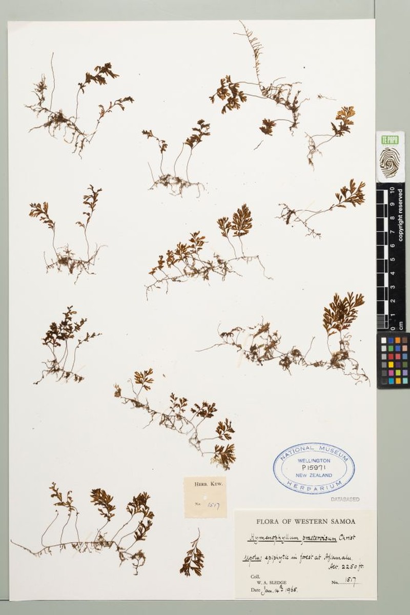 Hymenophyllum praetervisum photo 3