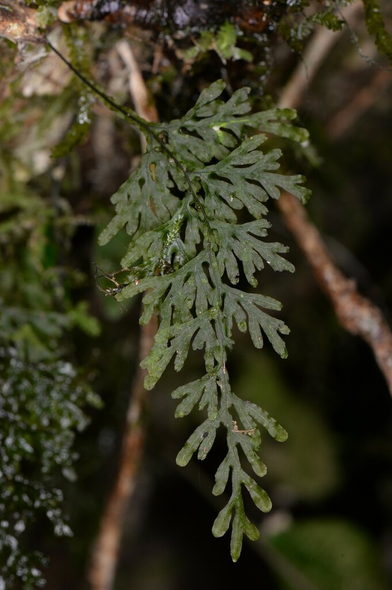 Hymenophyllum productum