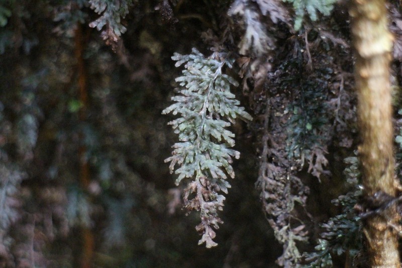 Hymenophyllum productum photo 2