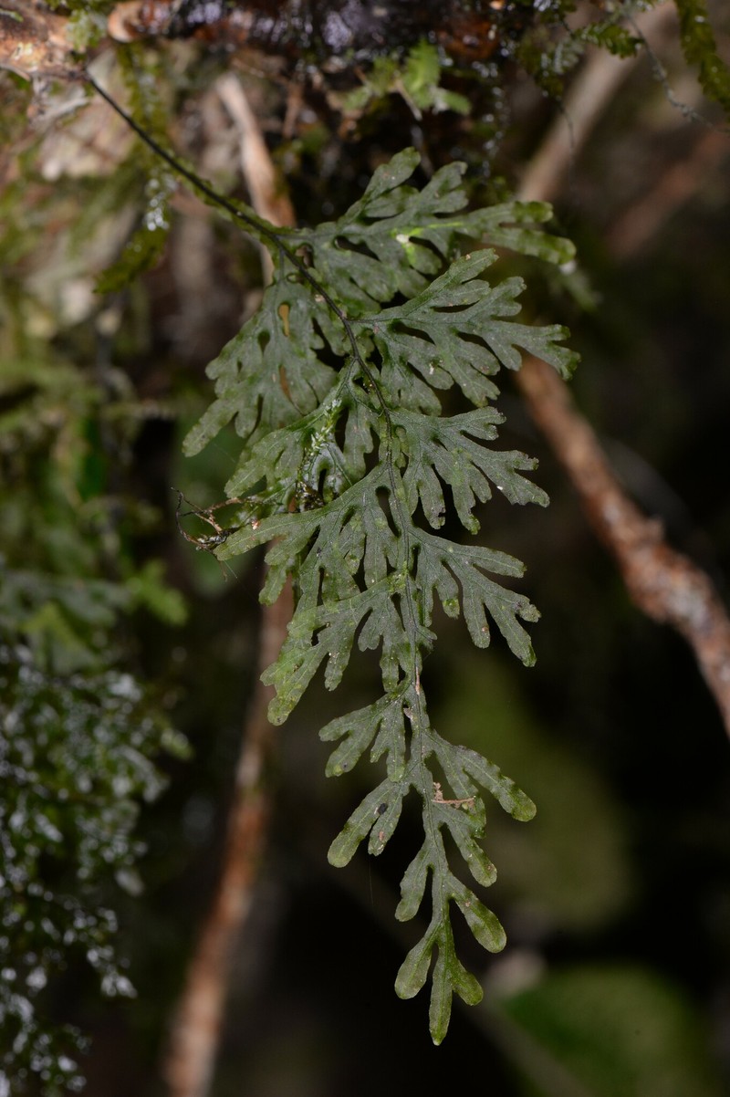 Hymenophyllum productum photo 3
