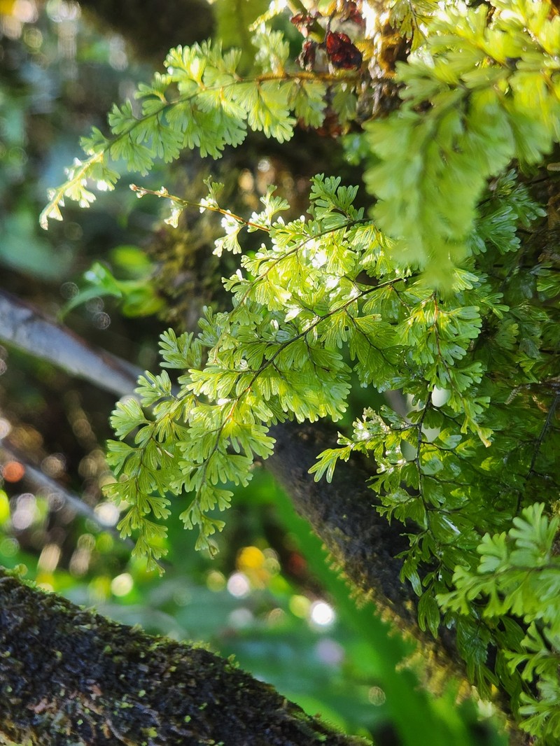 Hymenophyllum protrusum