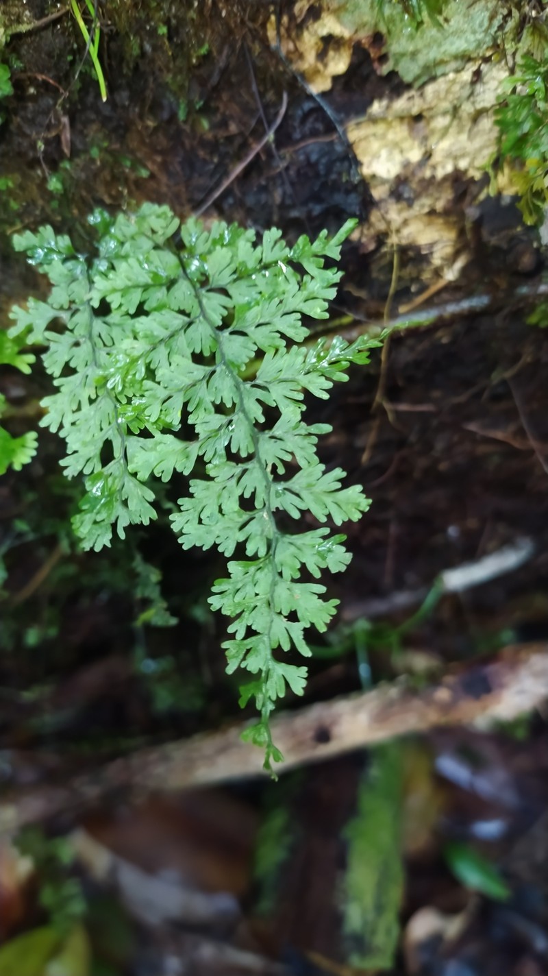 Hymenophyllum protrusum photo 2