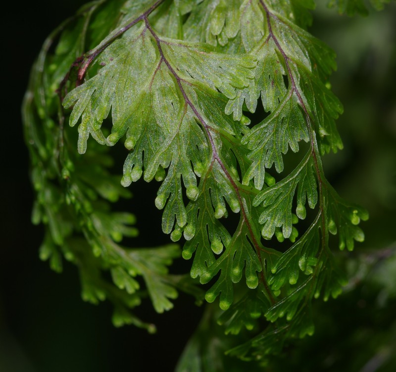 Hymenophyllum protrusum photo 3