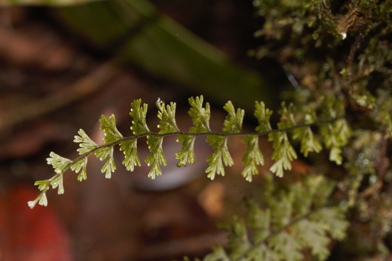 Hymenophyllum protrusum photo 4
