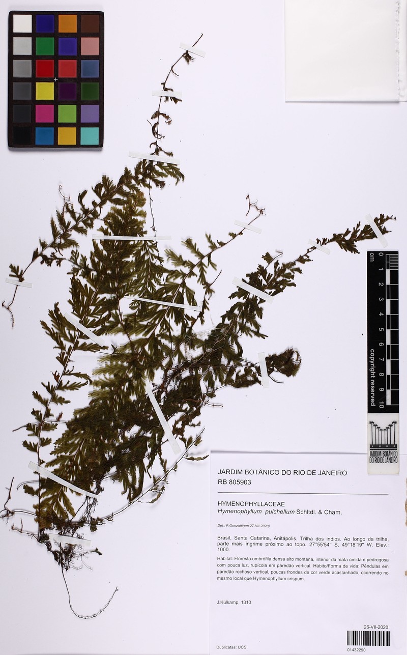 Hymenophyllum pulchellum